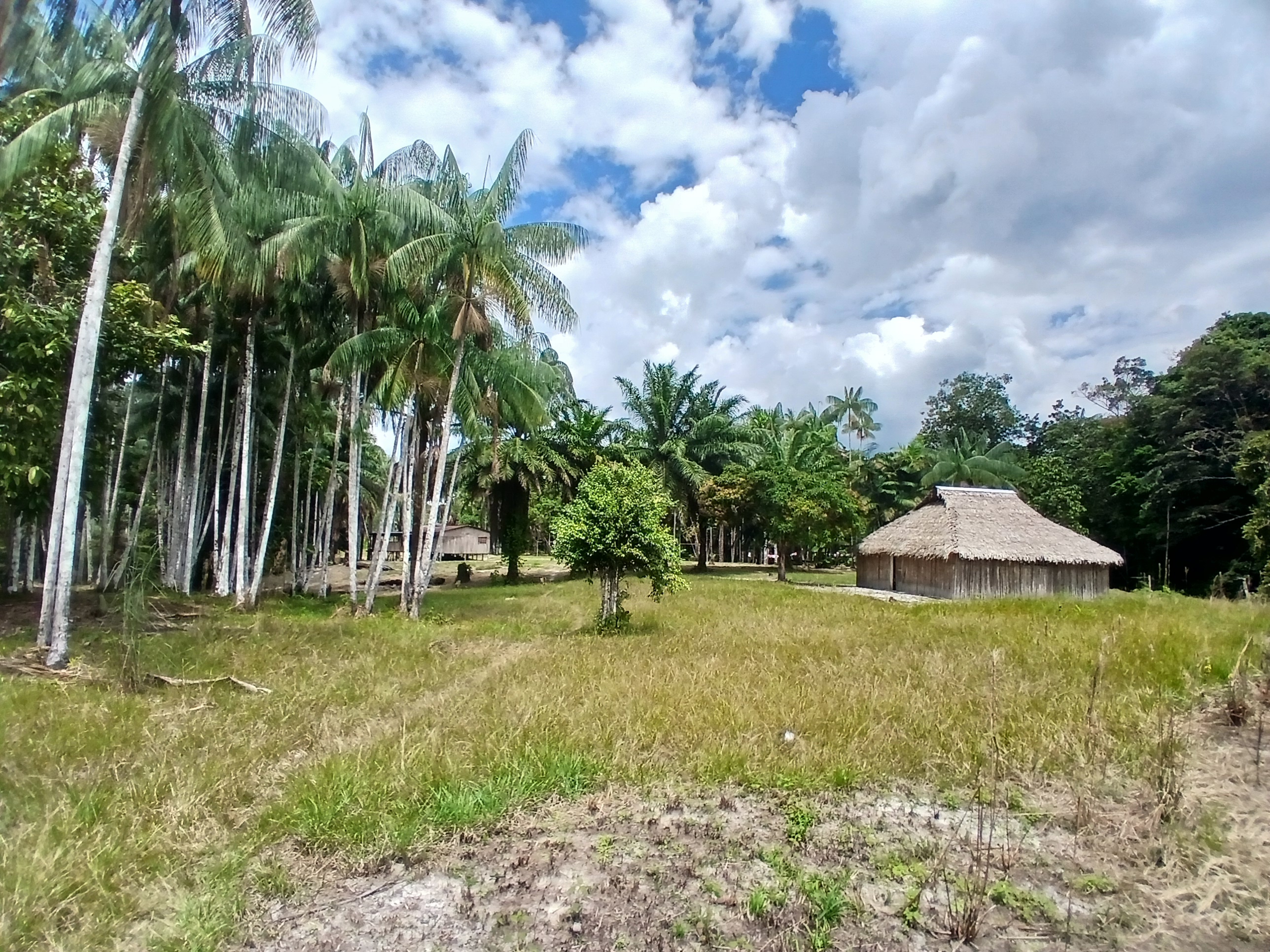 Fieldwork site near Leticia, in the Colombian Amazon